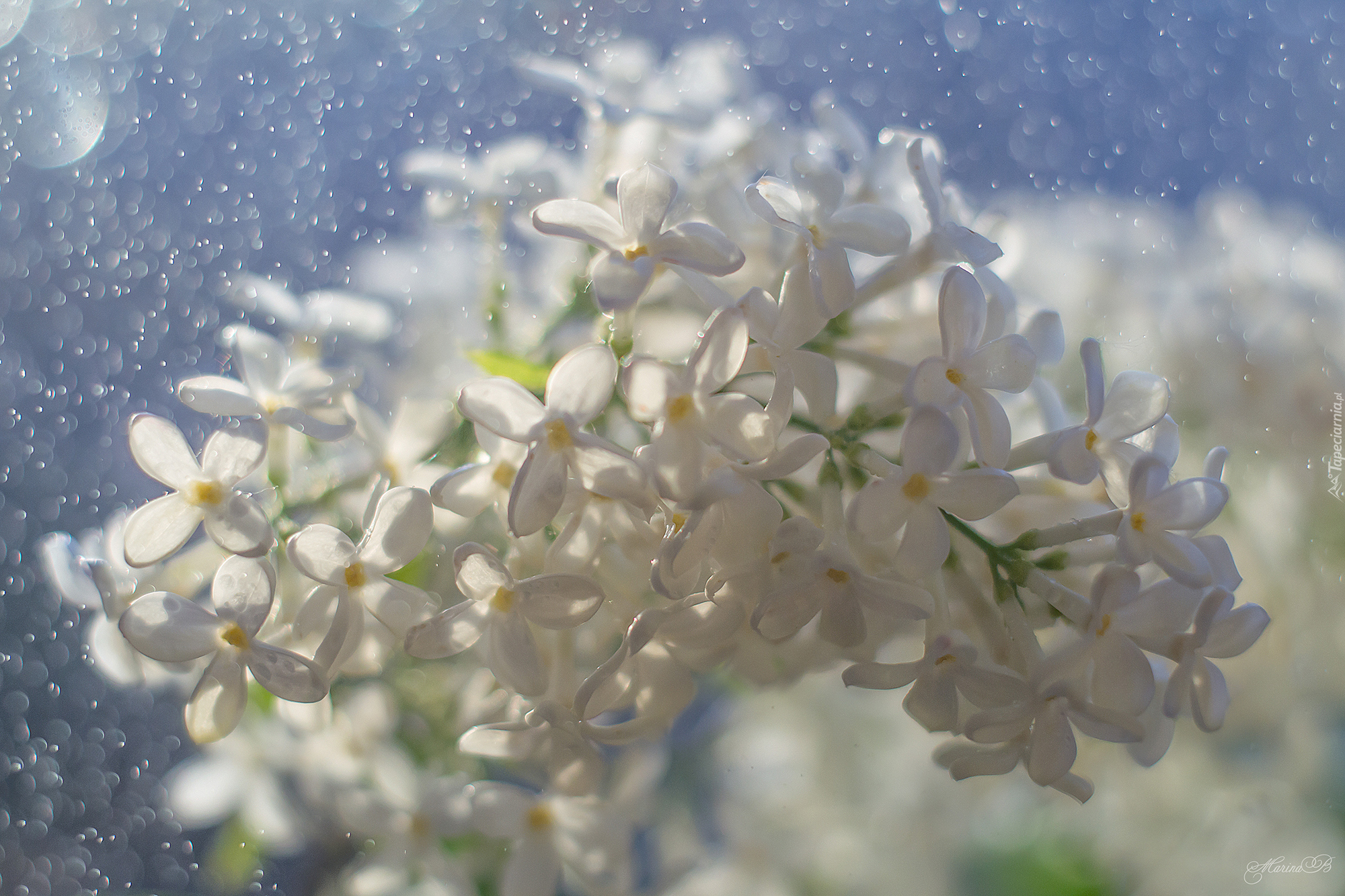 Kwiat, Biały, Bez, Bokeh