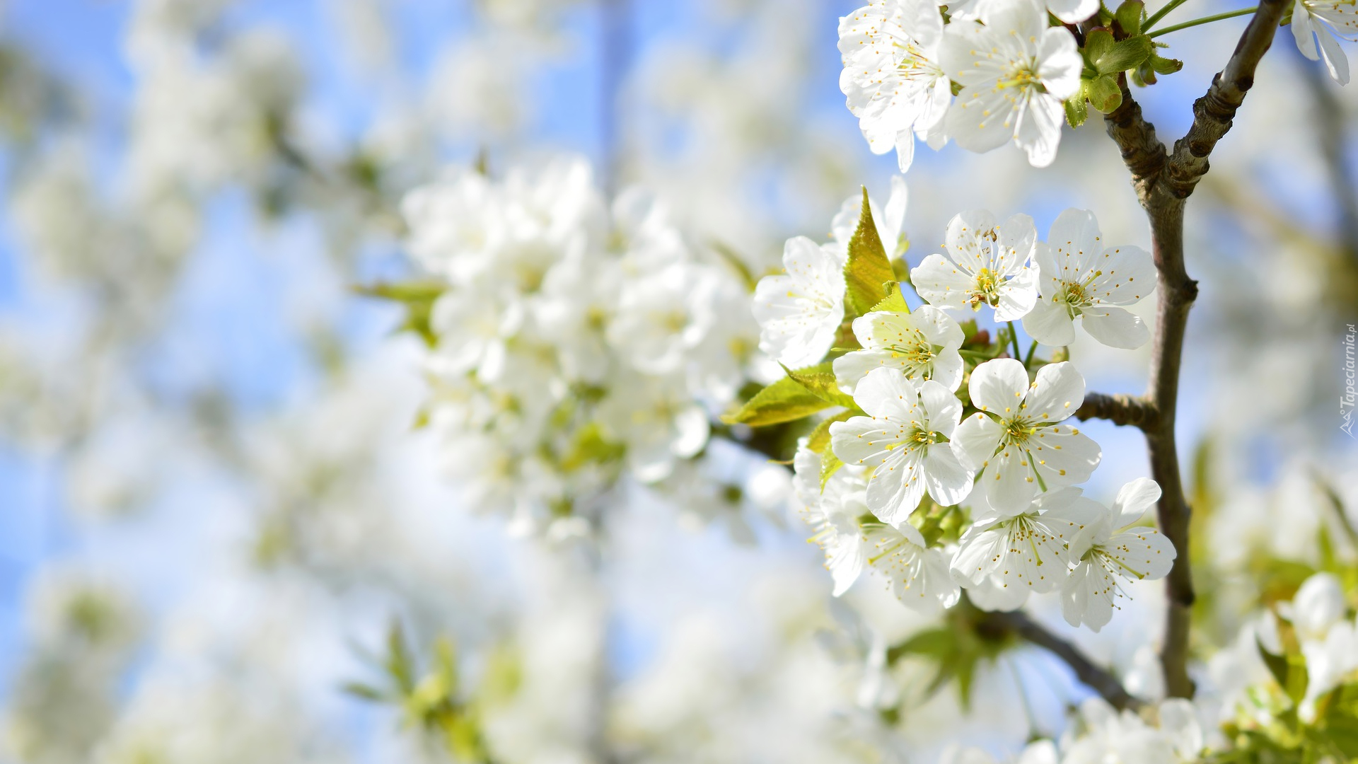 Drzewo owocowe, Białe, Kwiaty, Gałązki, Wiosna