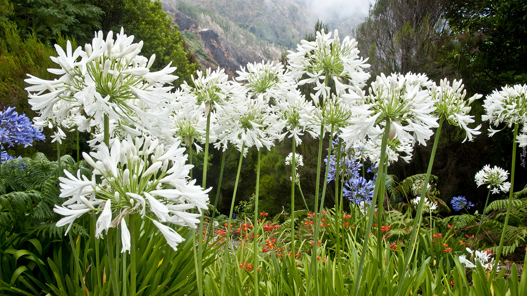 Białe, Kwiaty, Agapant, Rośliny, Góry