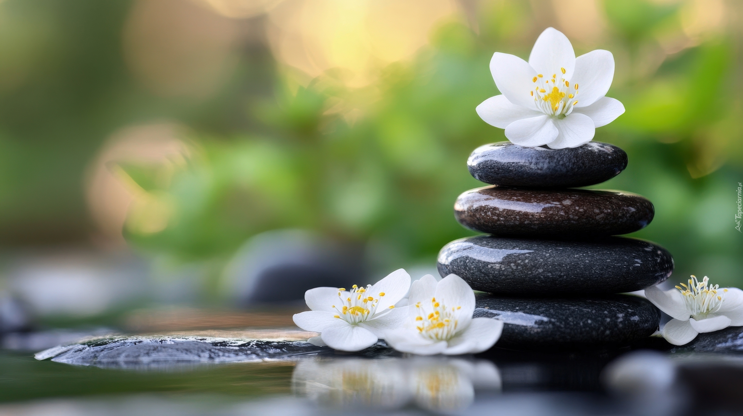 Ciemne, Kamienie, Białe, Kwiaty