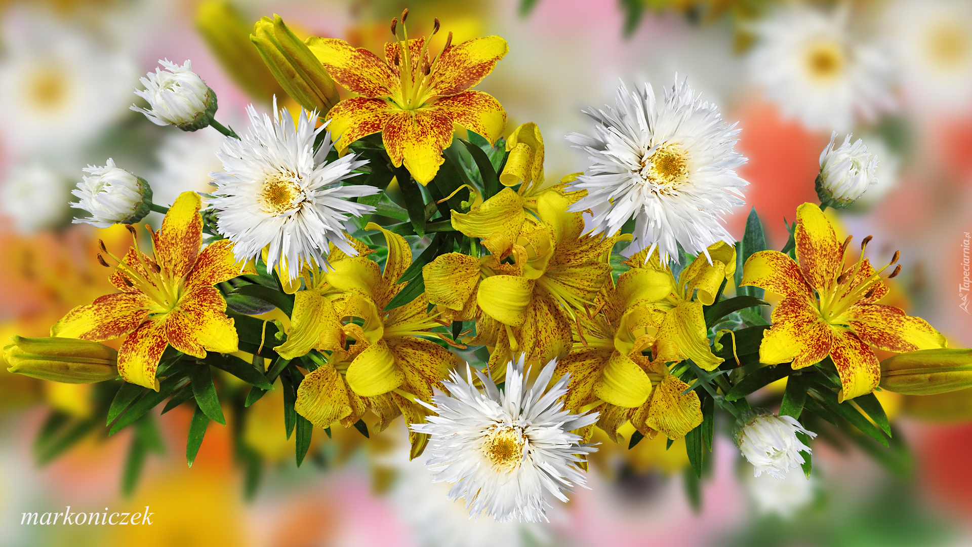 Białe, Kwiaty, Żółte, Lilie, Grafika