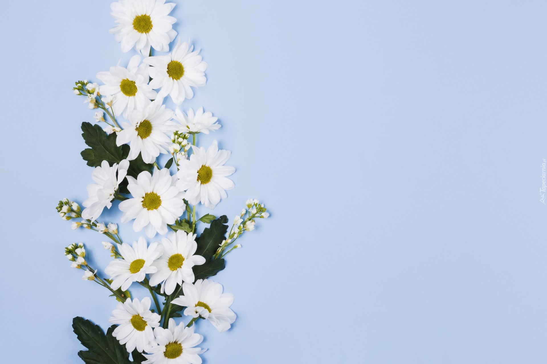 Białe, Kwiaty, Liście, Niebieskie, Tło