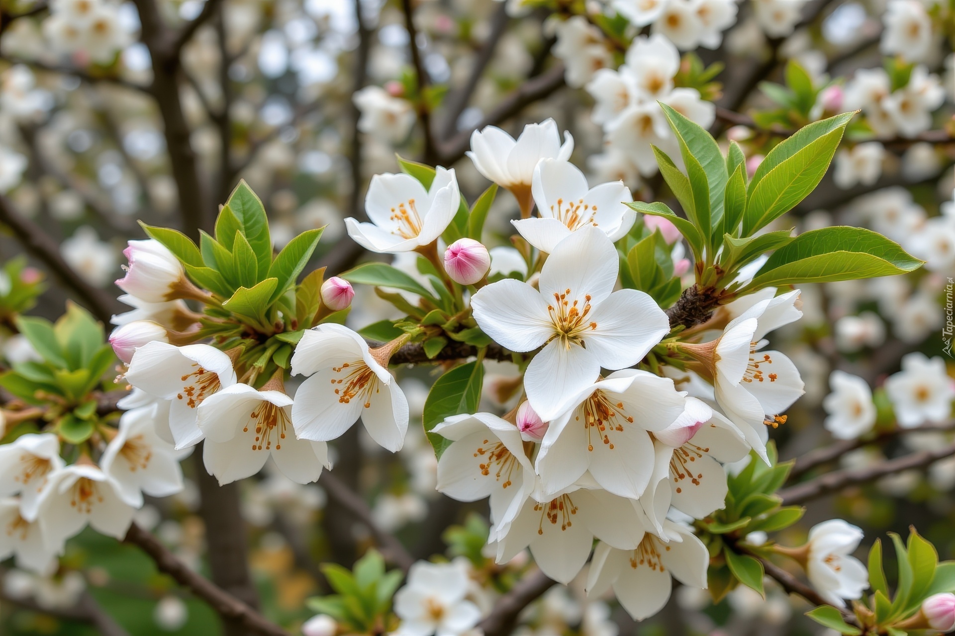 Białe, Kwiaty, Listki, Gałązki, Zbliżenie, Drzewo owocowe