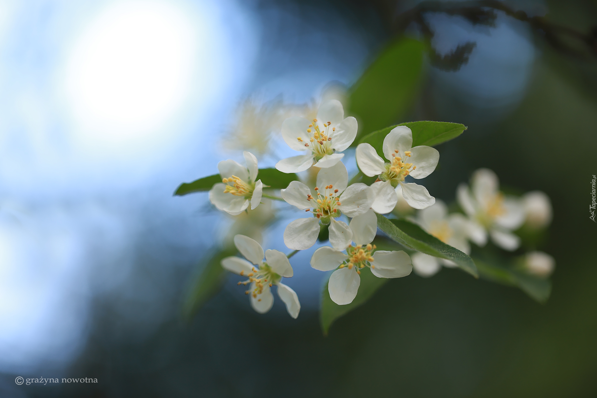 Białe, Kwiaty, Drzewo owocowe, Jabłoń, Gałązka
