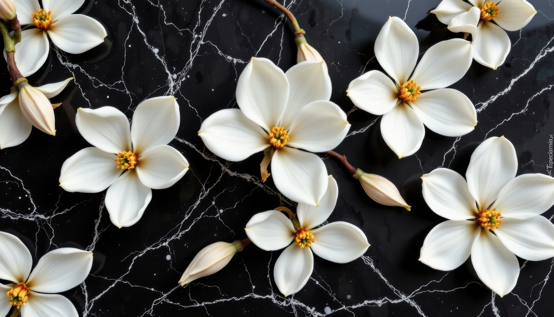 Białe, Kwiaty, Magnolia, Czarne, Tło