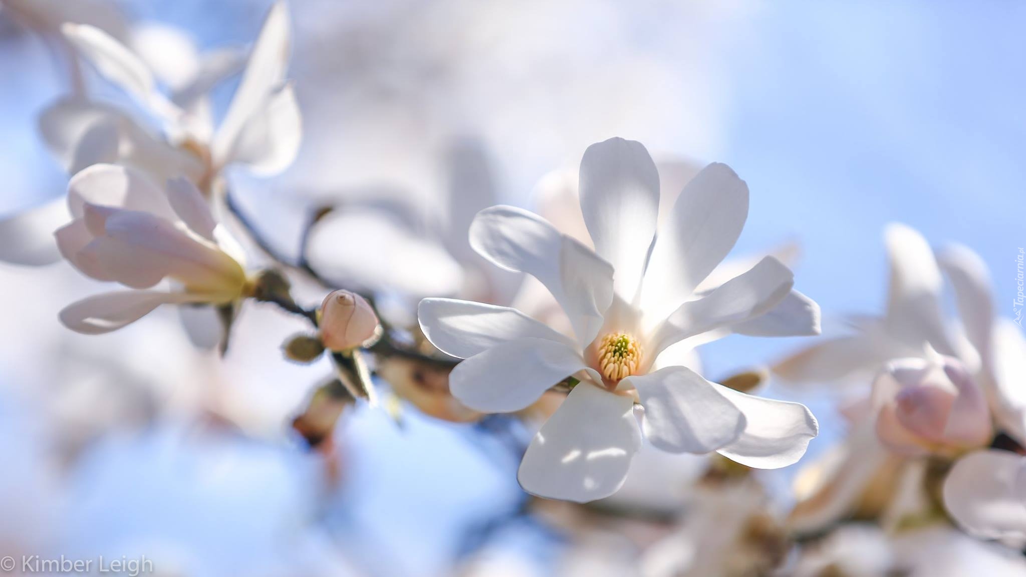 Magnolia, Biała, Gałązka, Rozmycie