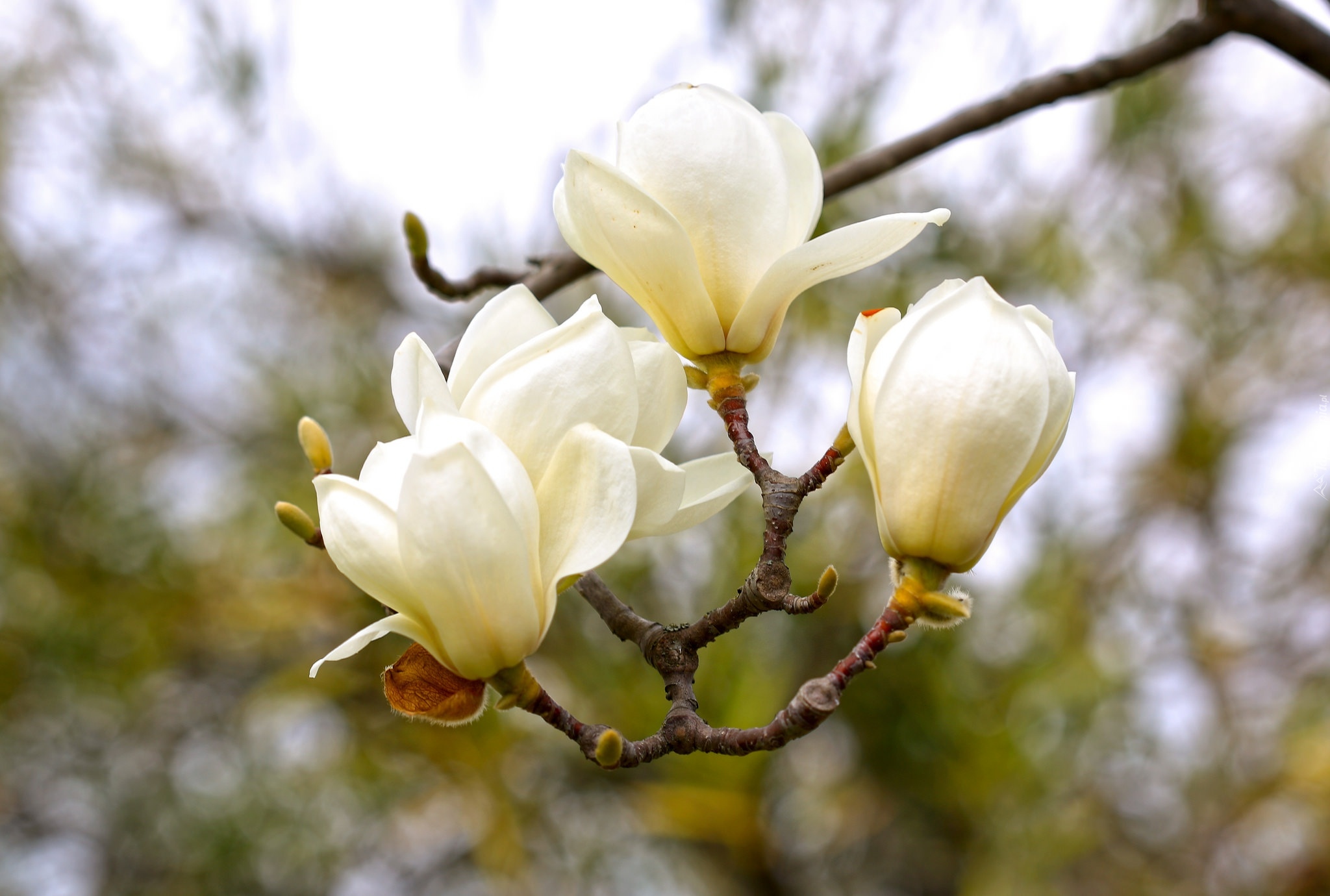 Gałąź, Białe, Kwiaty, Magnolia