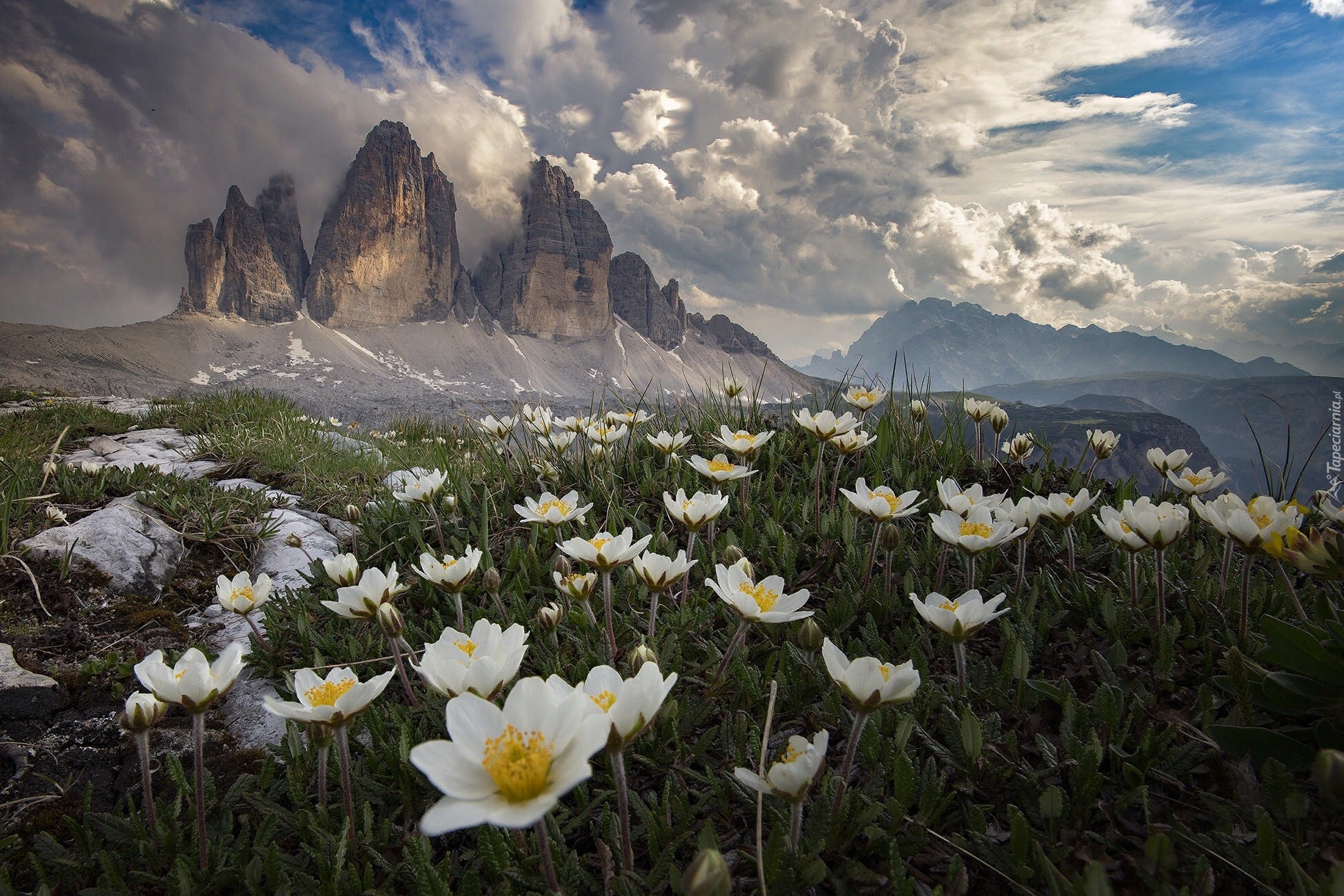 Włochy, Dolomity, Góry, Masyw, Tre Cime di Lavaredo, Łąka, Kwiaty, Chmury