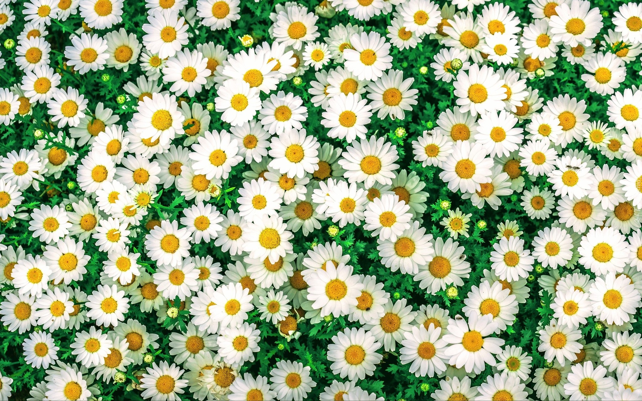 Białe, Drobne, Kwiatki