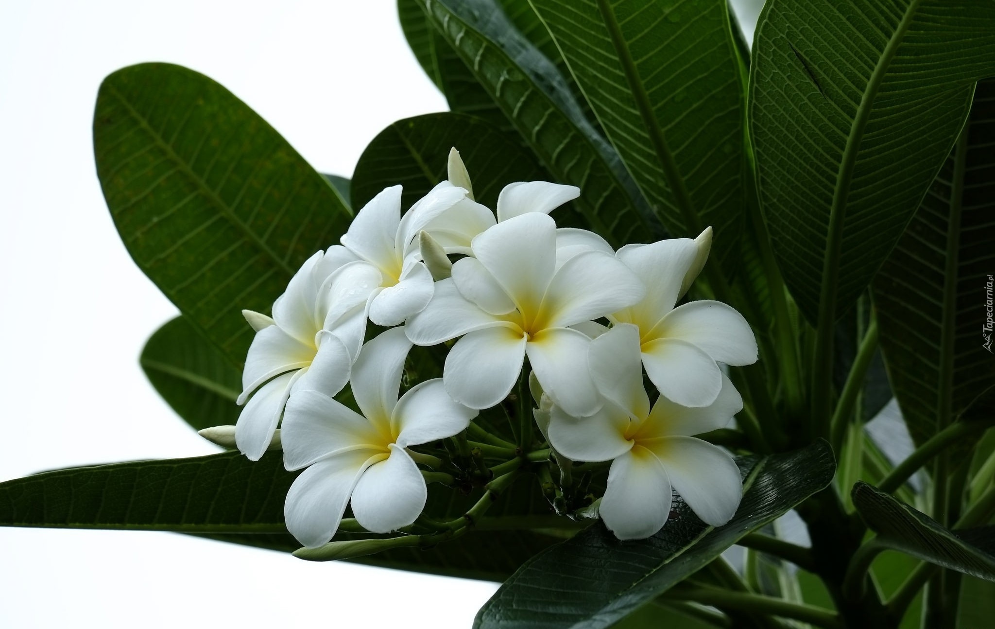 Biała, Plumeria, Liście