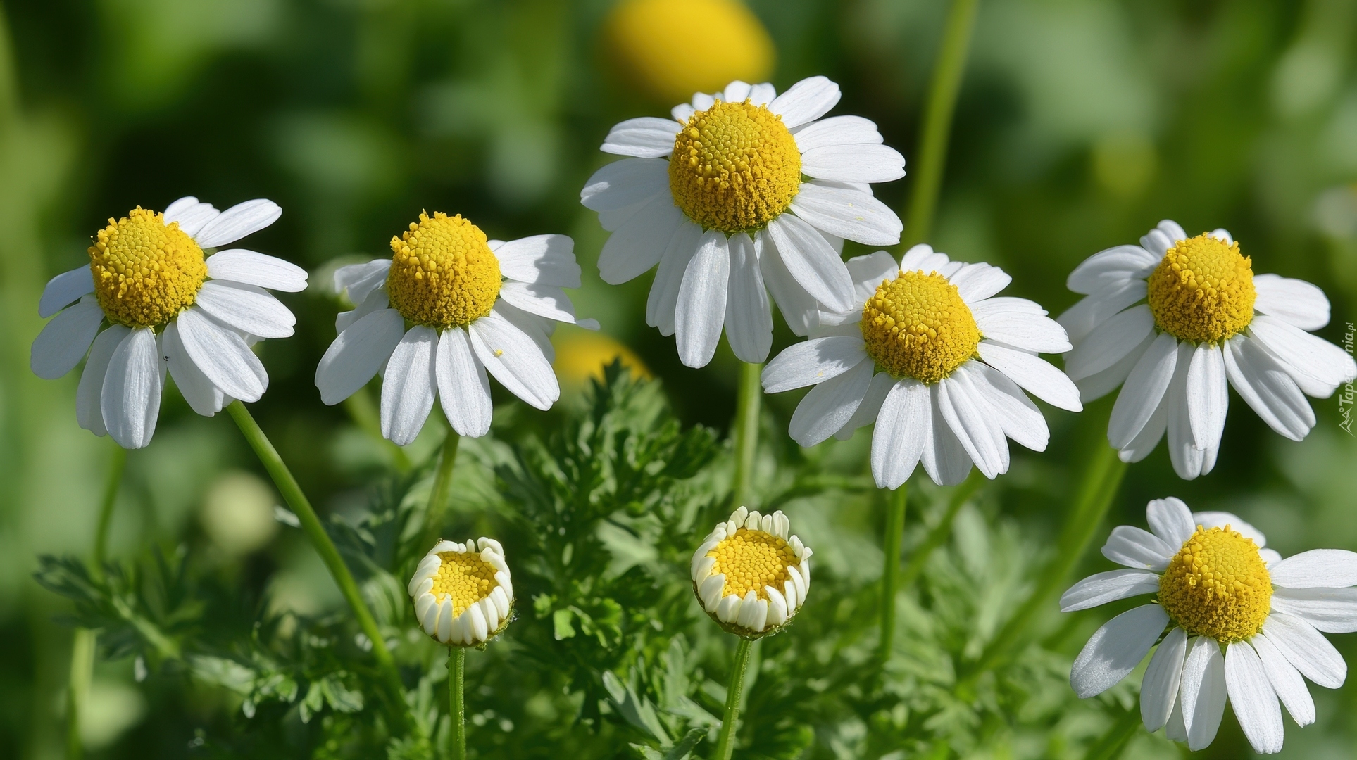 Rumianek pospolity, Białe, Kwiaty