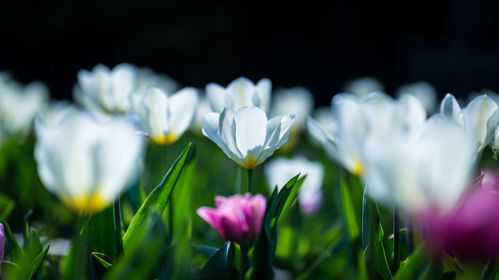 Kwiaty, Białe, Tulipany, Rozmycie