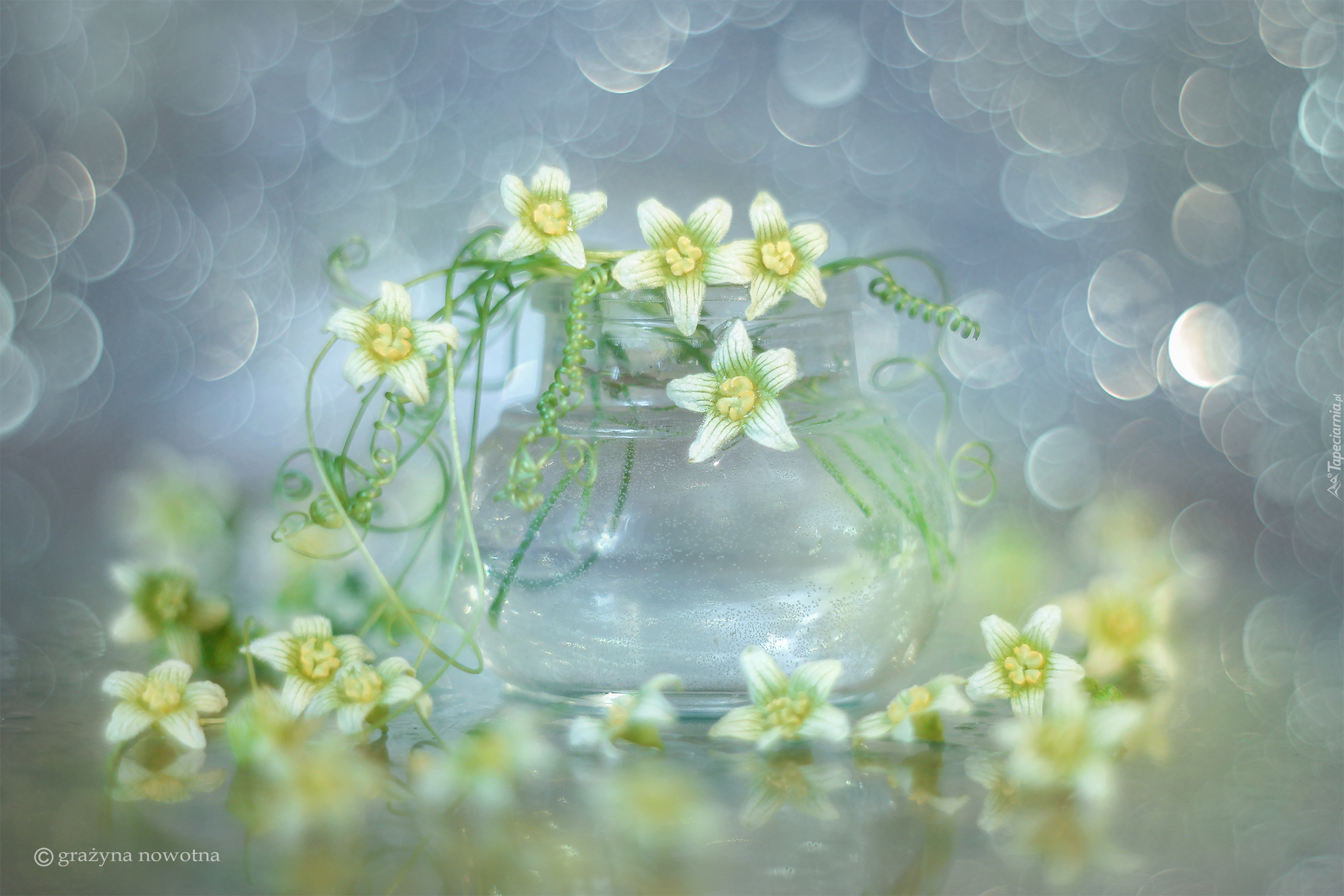 Wazonik, Białe, Kwiaty, Bokeh