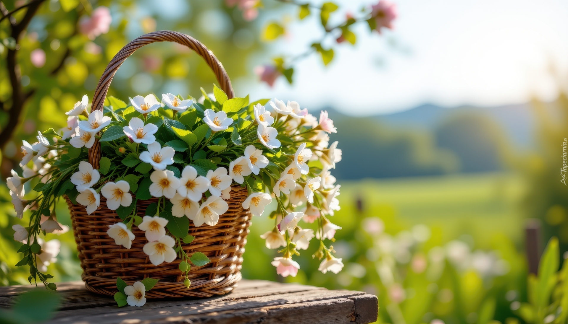 Białe, Kwiaty, Wiklinowy, Koszyk