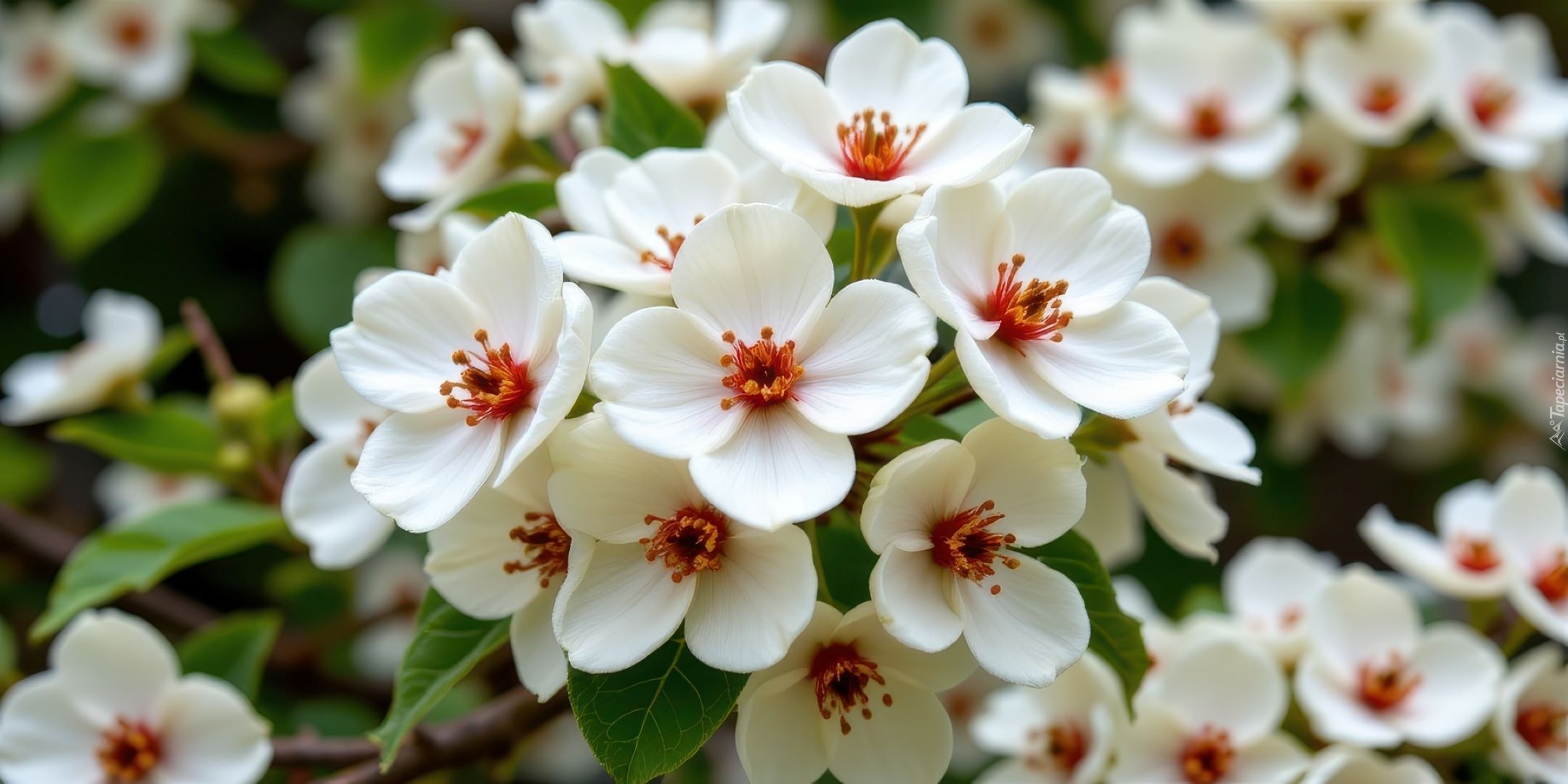 Białe, Kwiaty, Czerwone, Pręciki, Gałązki