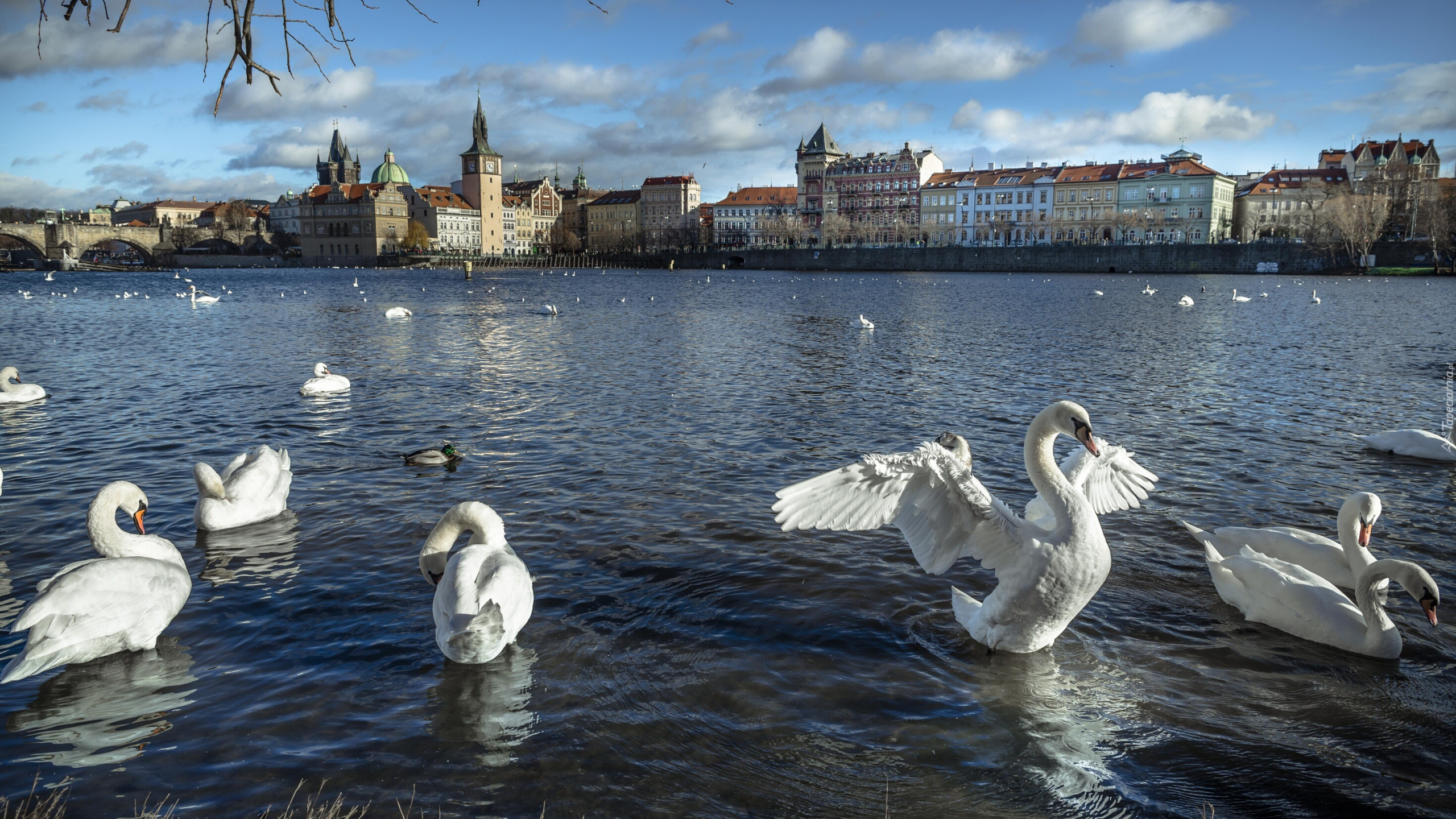 Ptaki, Łabędzie, Rzeka, Wełtawa, Domy, Praga, Czechy