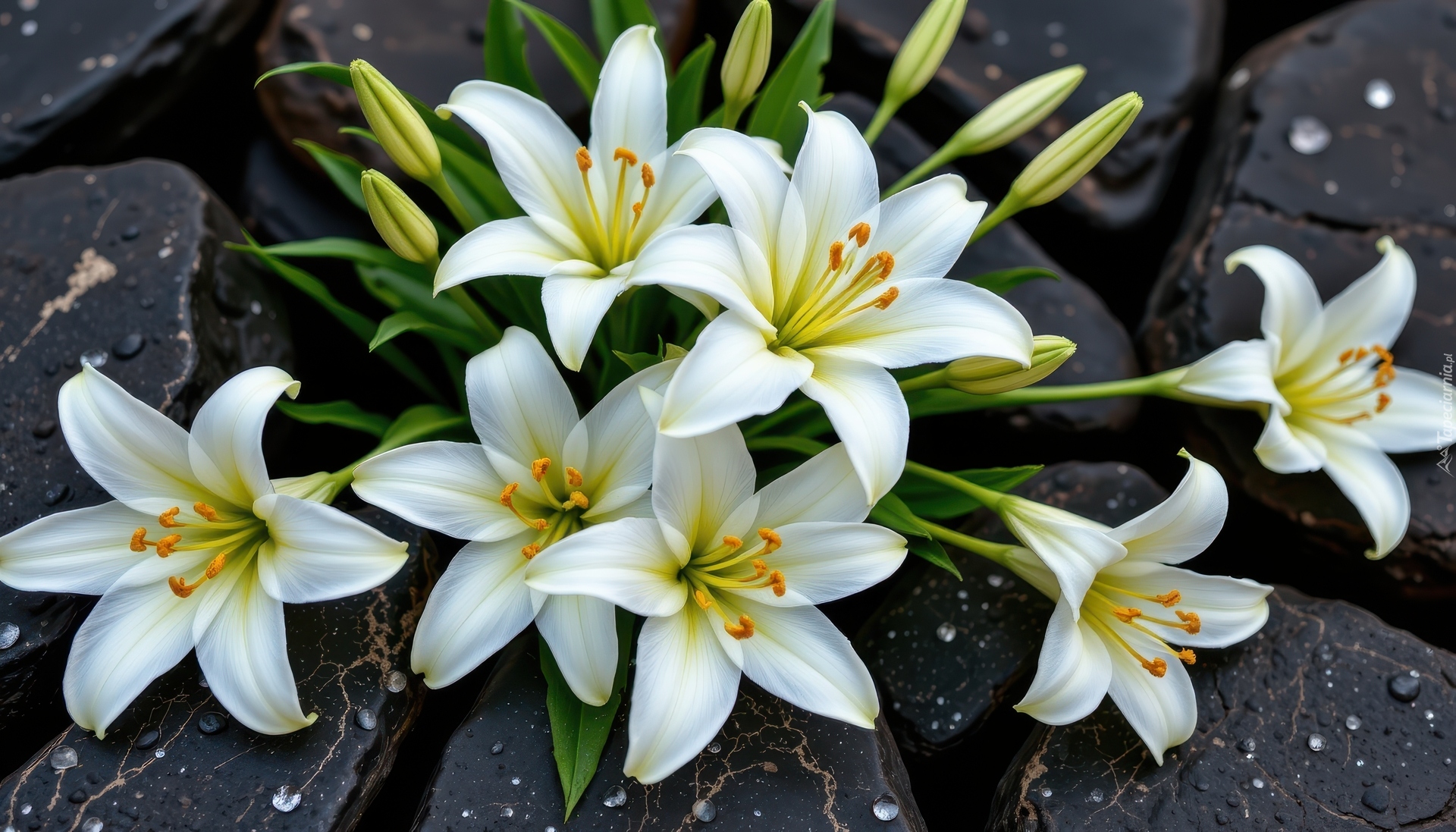 Kwiaty, Białe, Lilie, Kamienie, Krople