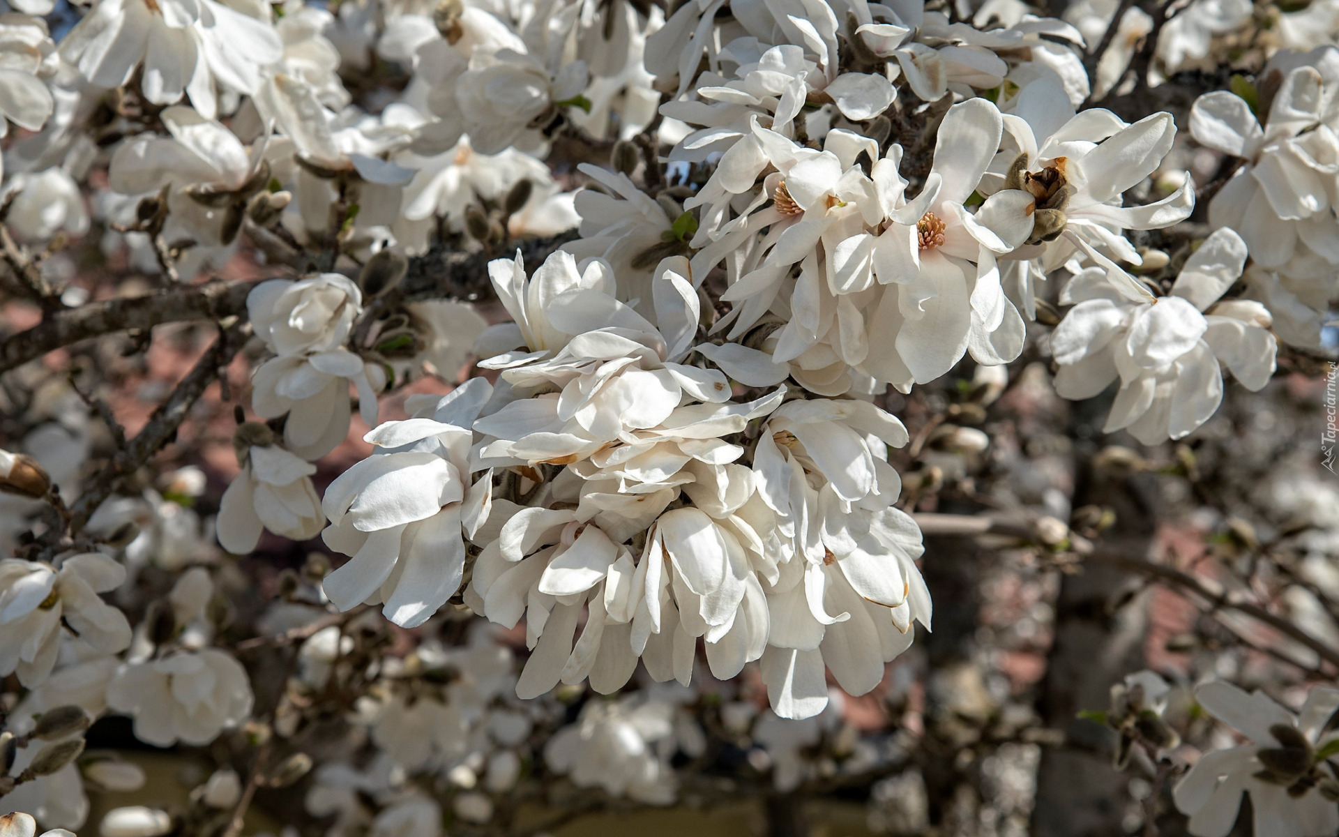 Kwiaty, Magnolia, Białe, Kwiaty