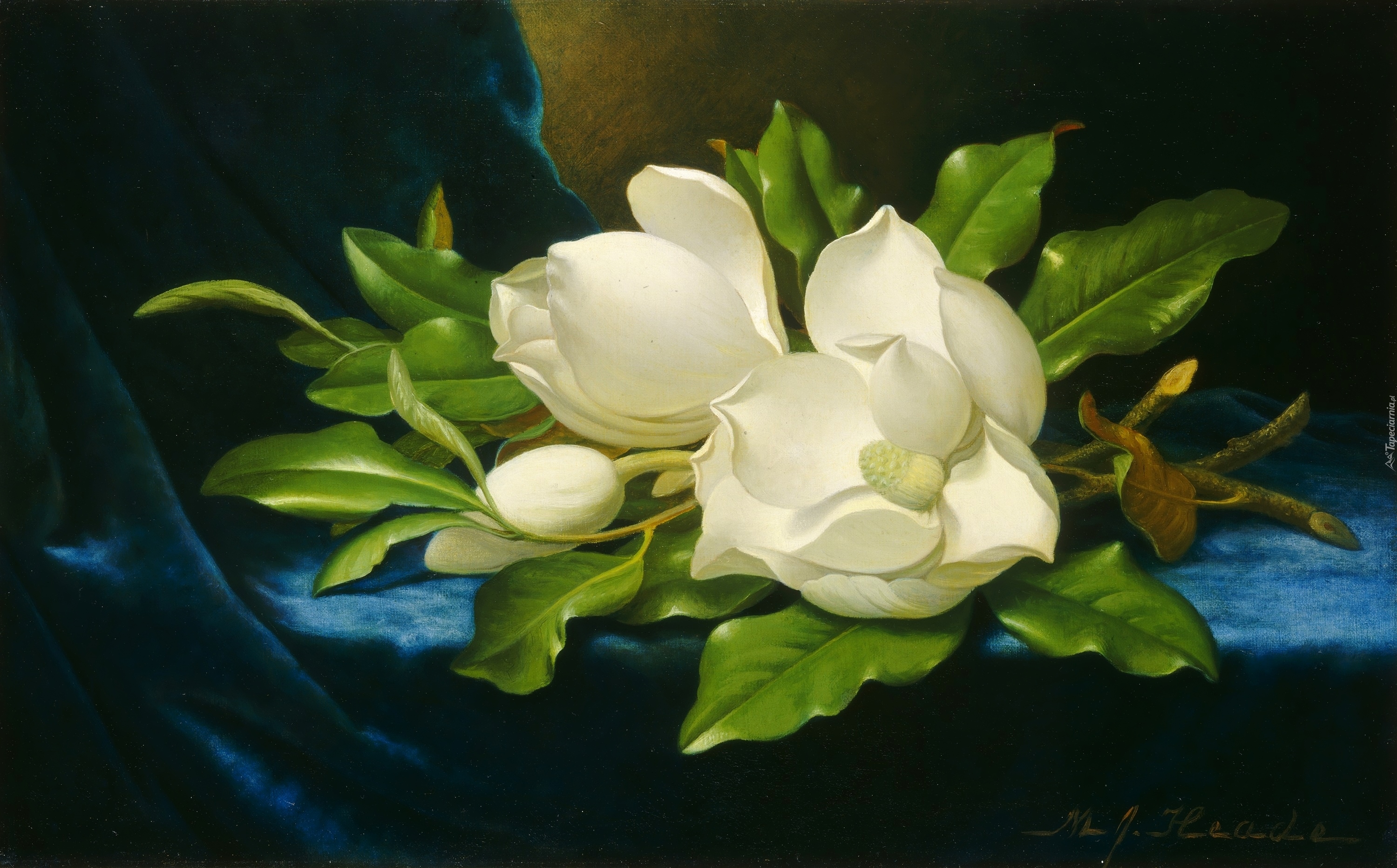 Malarstwo, Obraz, Martin Johnson Heade, Białe, Magnolie