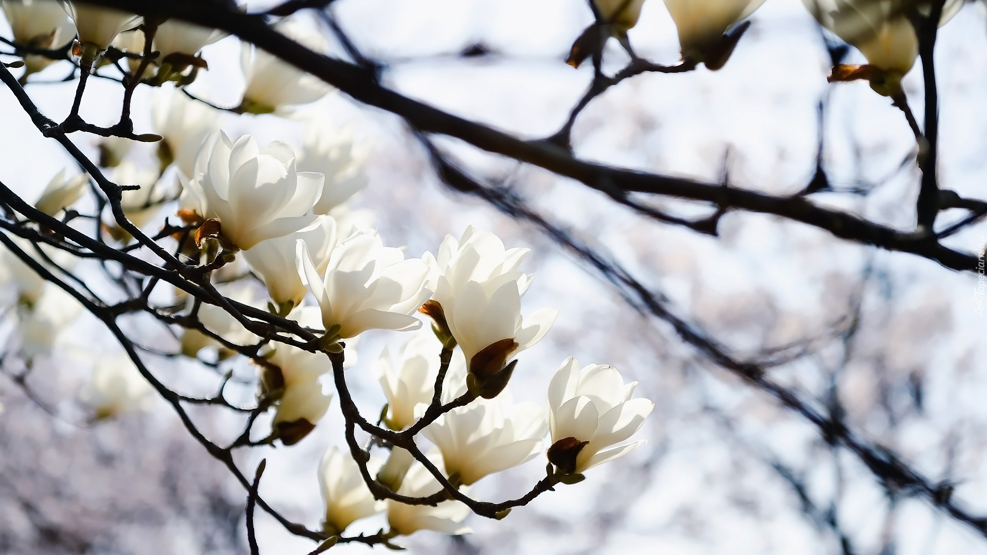 Gałązki, Kwiaty, Magnolia