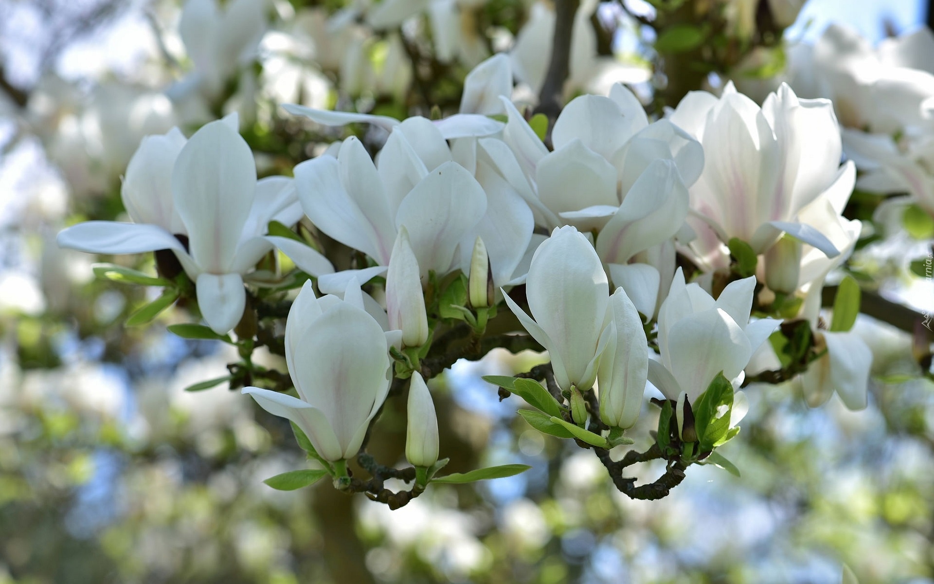 Gałęzie, Białe, Kwiaty, Magnolia