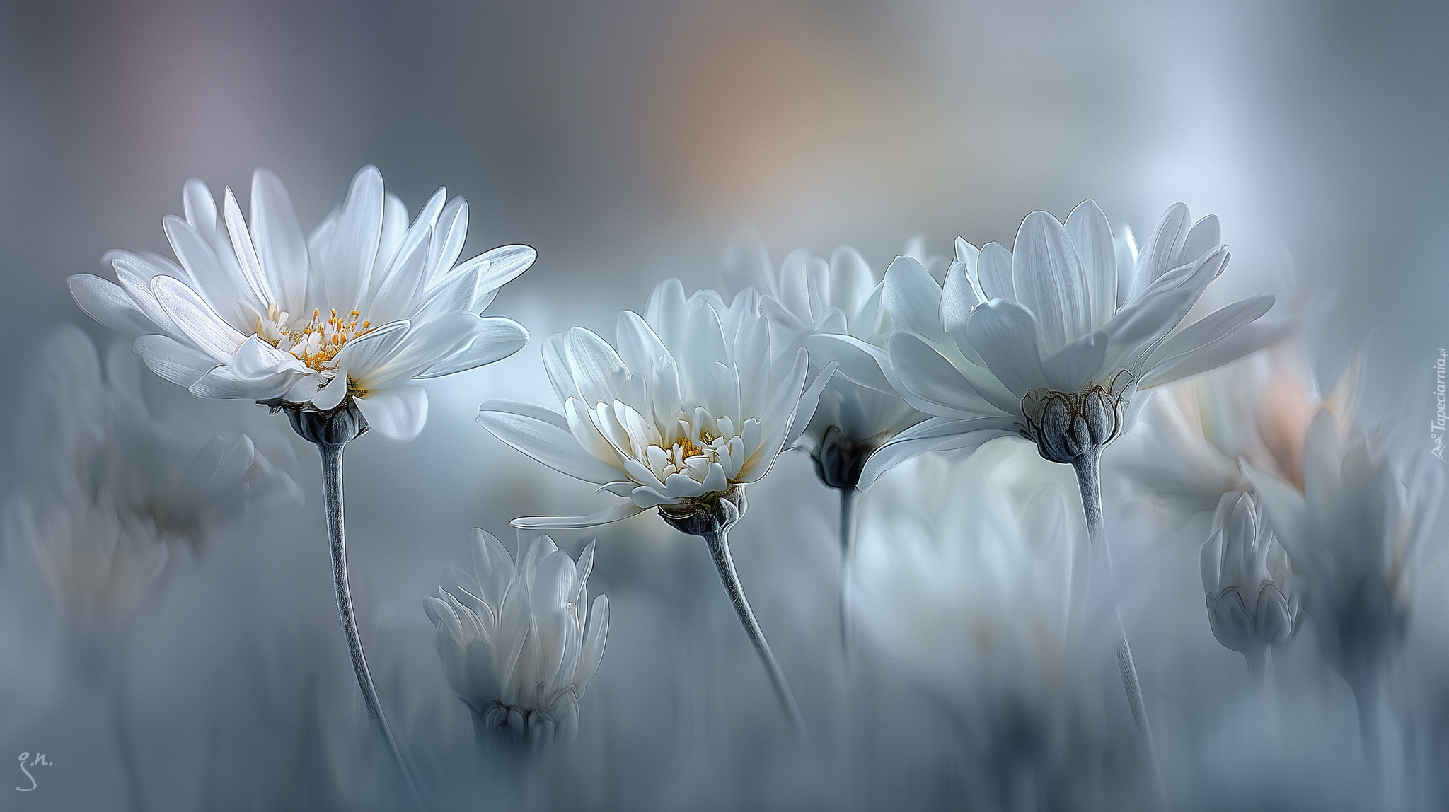 Białe, Margerytki, Kwiaty, Grafika AI