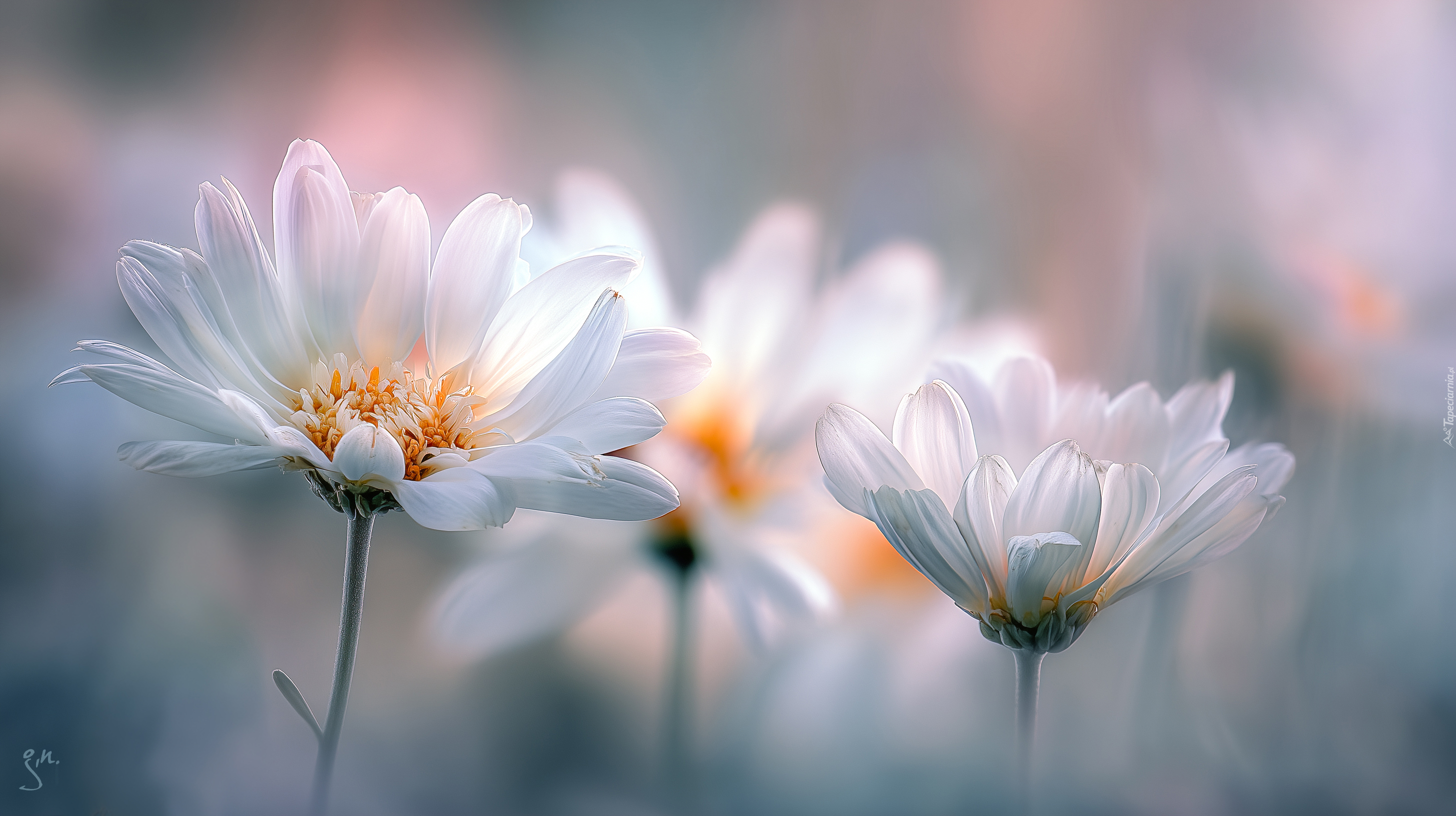 Margerytki, Kwiaty, Grafika AI