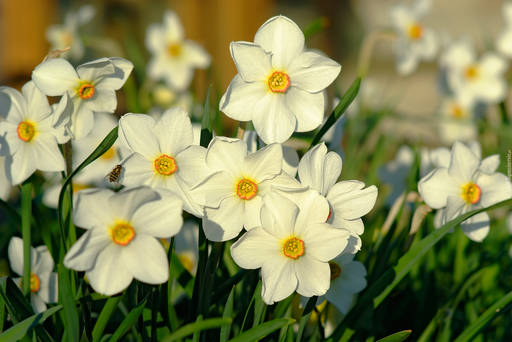 Kwiaty, Narcyzy białe
