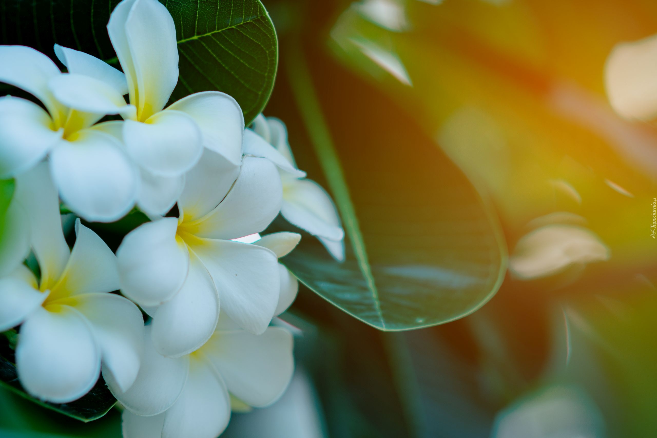 Kwiaty, Żółto-białe, Plumeria Plumeria