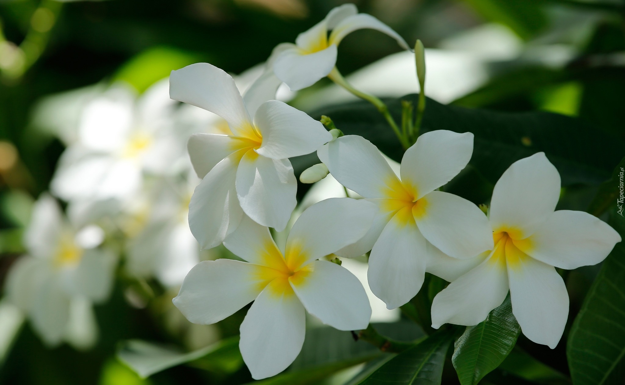 Plumeria, Białe, Kwiaty