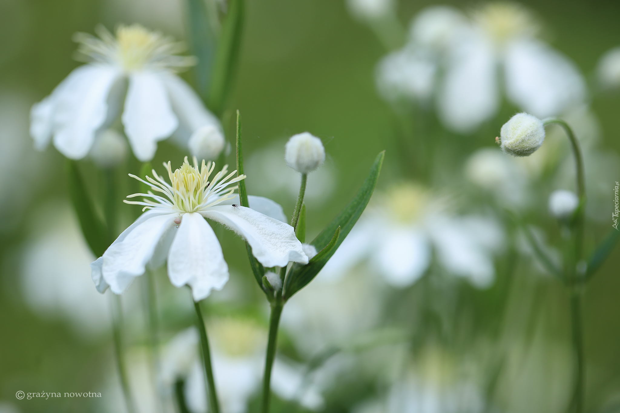 Białe, Powojniki pnące, Clematis Vitalba, Kwiaty