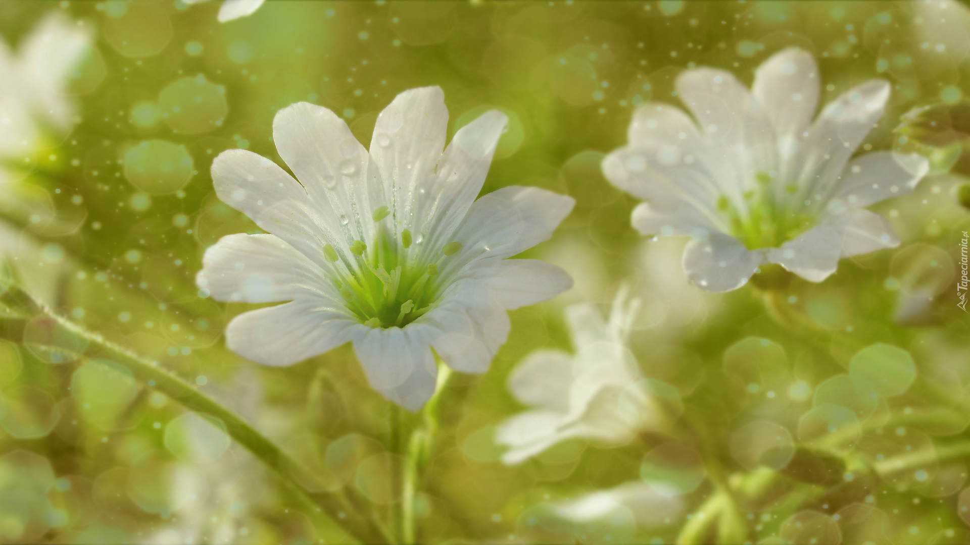 Białe, Kwiaty, Rogownica, Bokeh