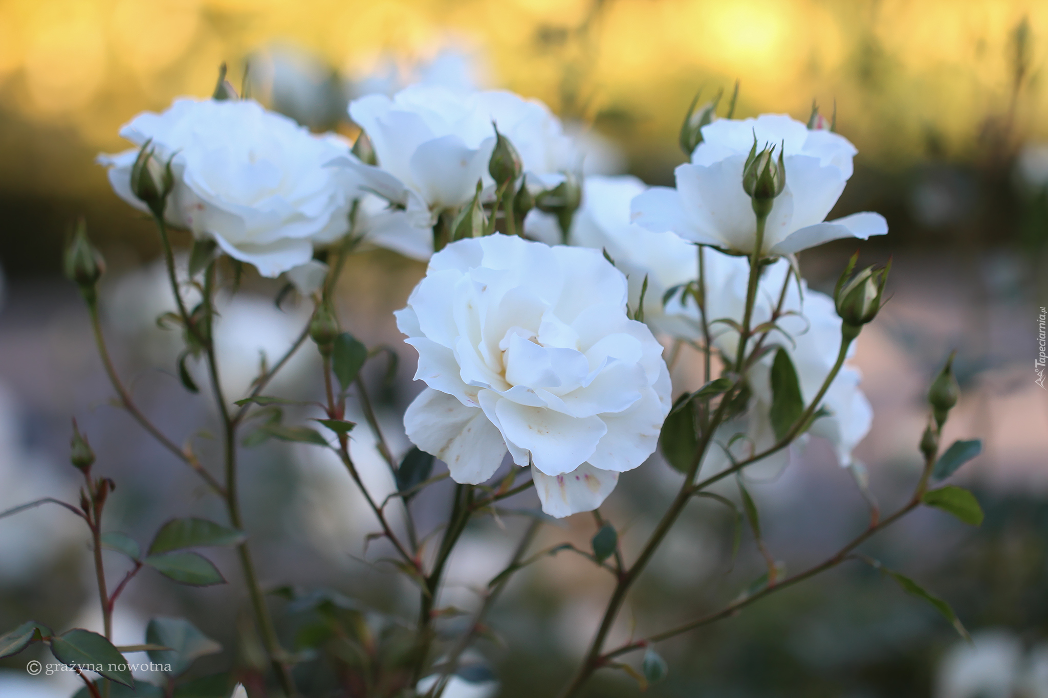 Białe, Róże, Zbliżenie
