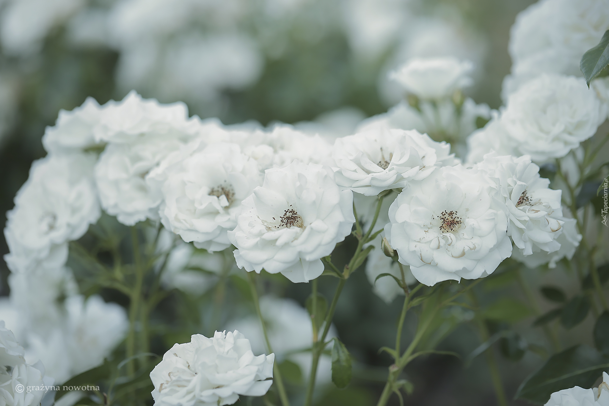 Białe, Kwiaty, Róże, Zbliżenie
