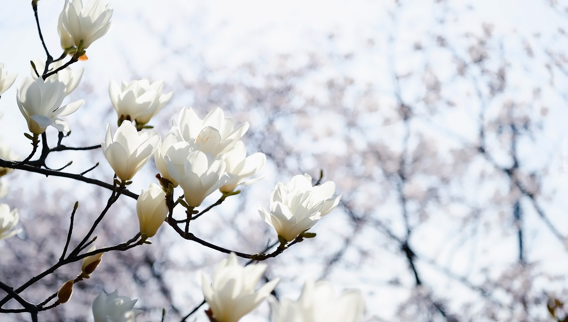 Gałązki, Magnolia, Kwiaty, Białe