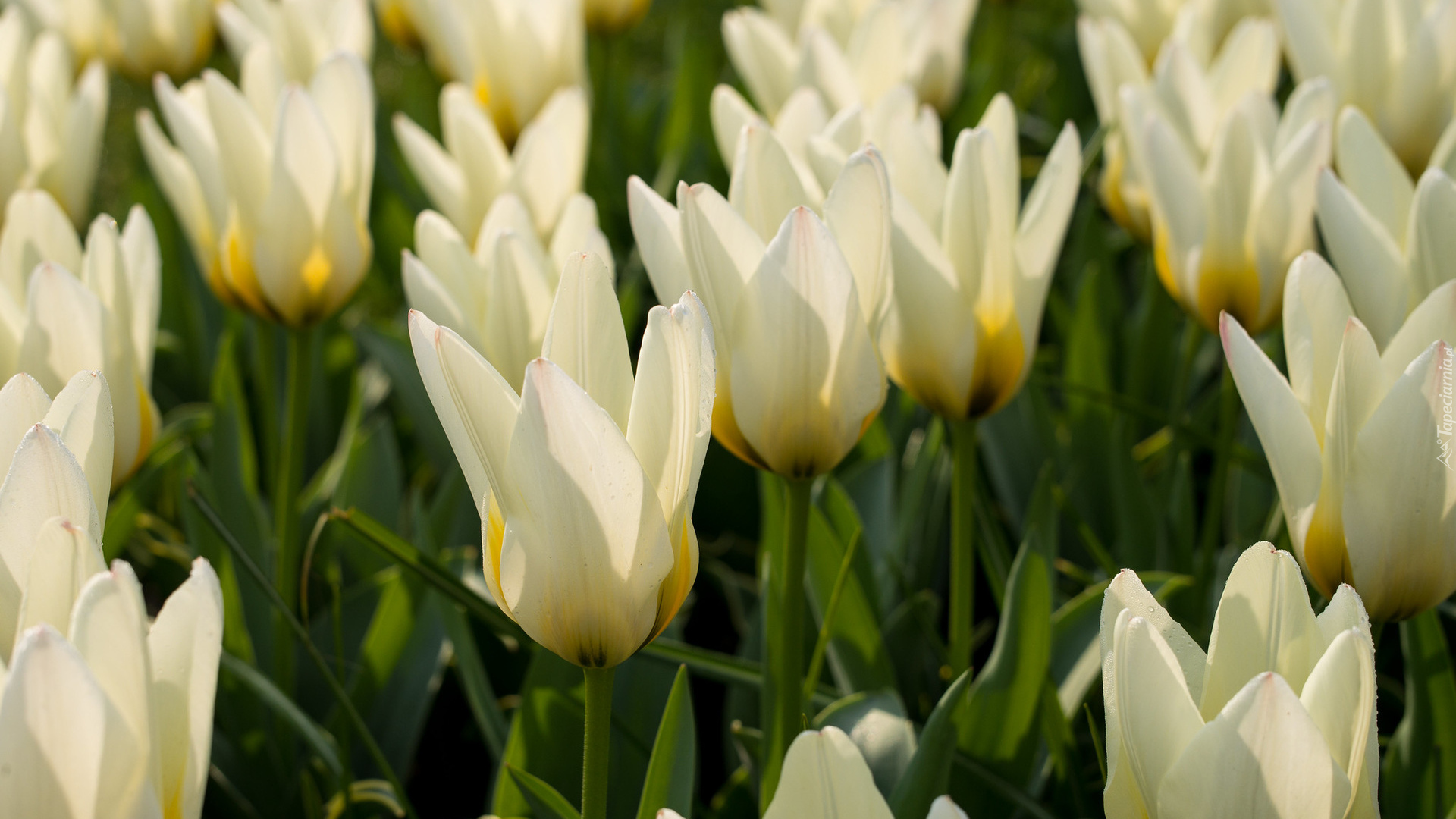 Kwiaty, Białe, Tulipany, Zbliżenie