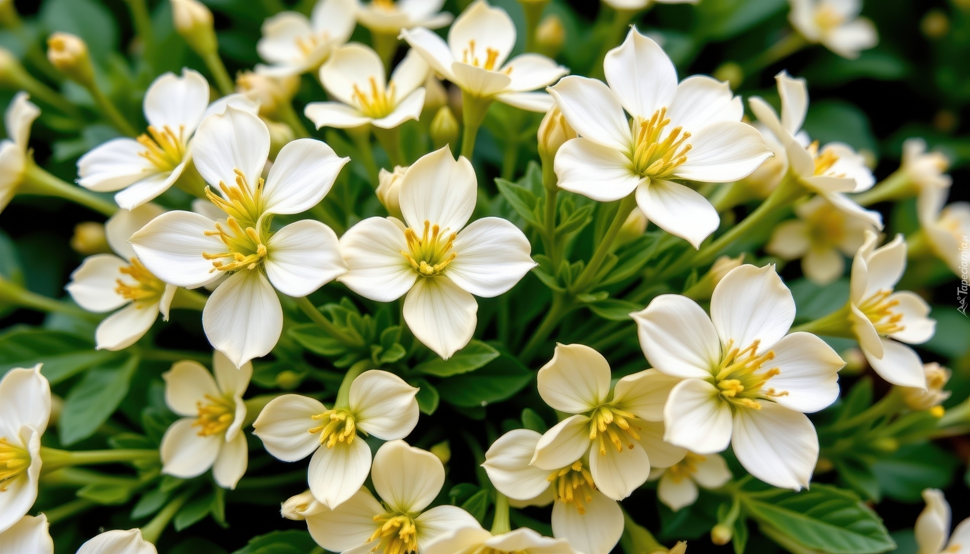 Białe, Rozwinięte, Kwiaty, Zbliżenie