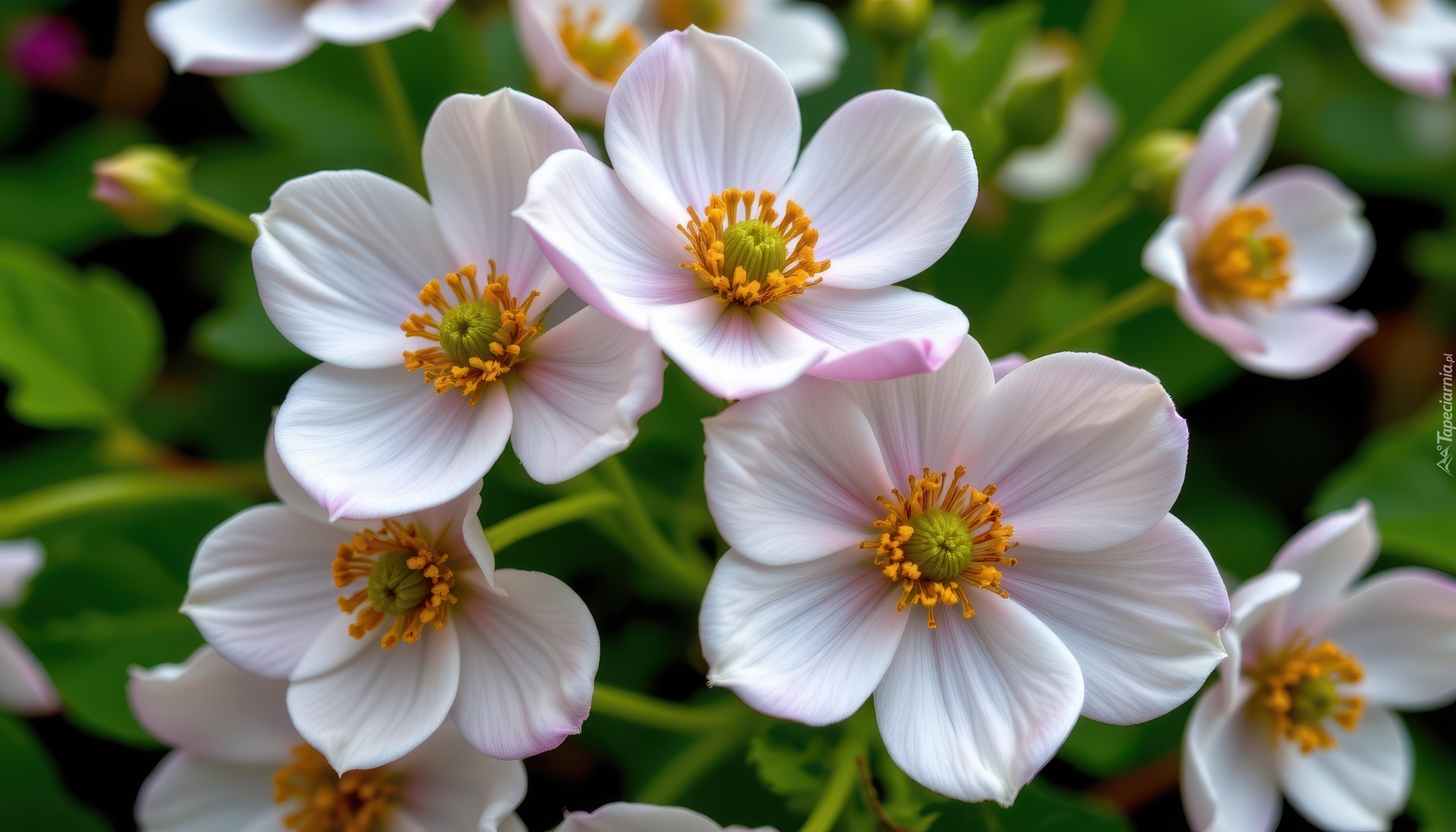 Zawilce, Białe, Rozwinięte, Kwiaty, Zbliżenie