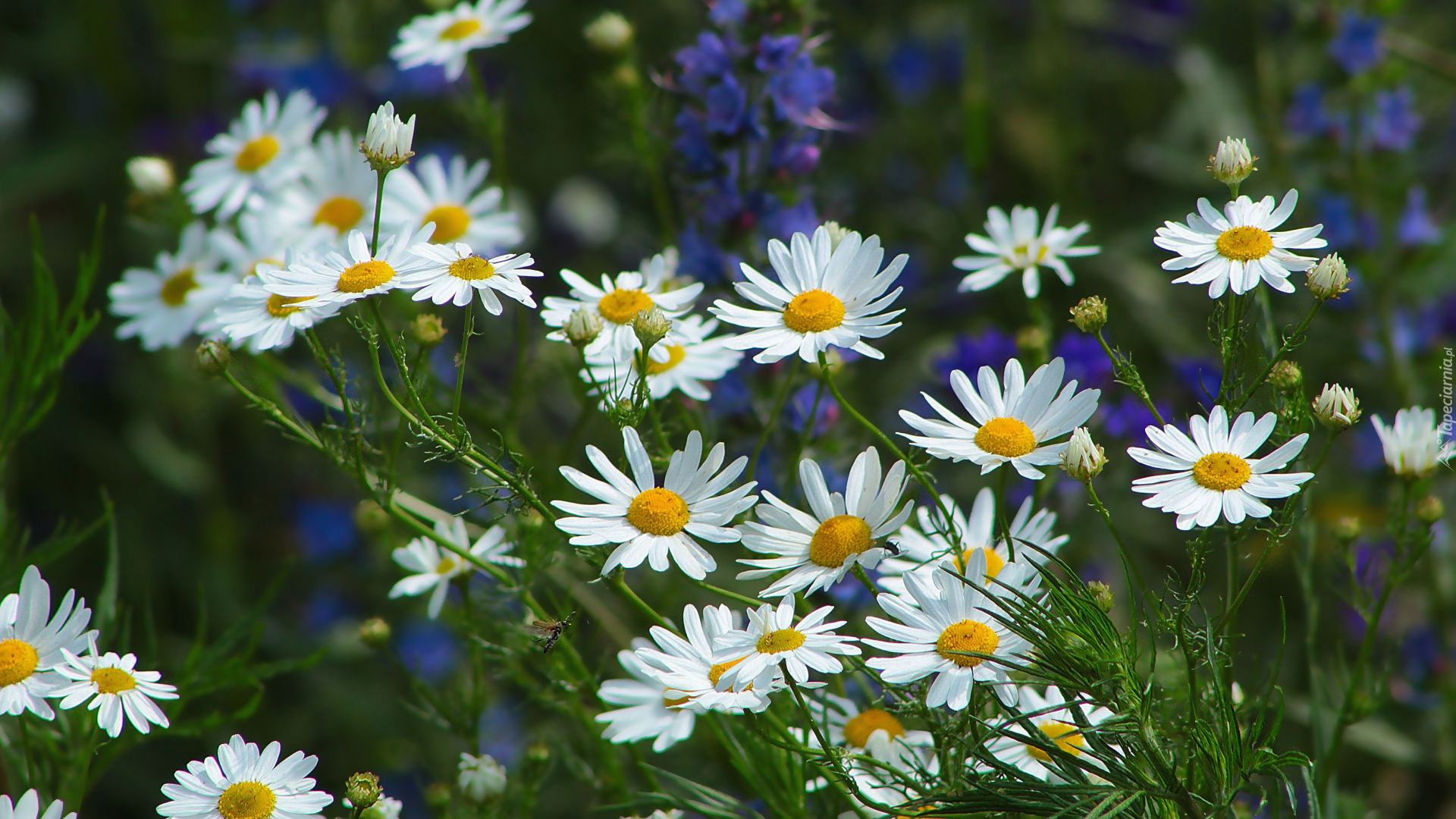 Białe, Kwiaty, Łąka, Rumianek pospolity