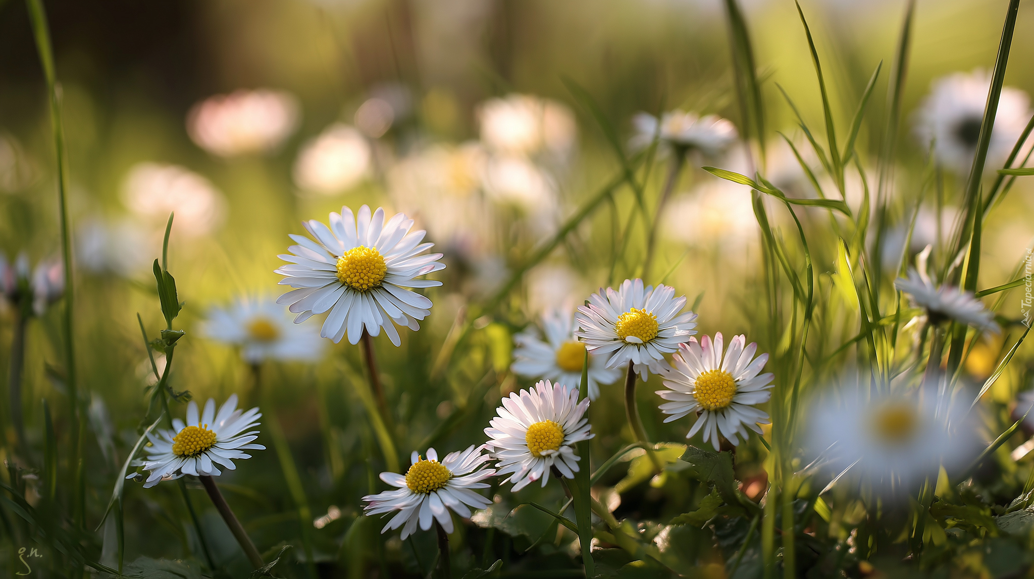 Stokrotki, Białe, Kwiaty, Trawa, Grafika AI