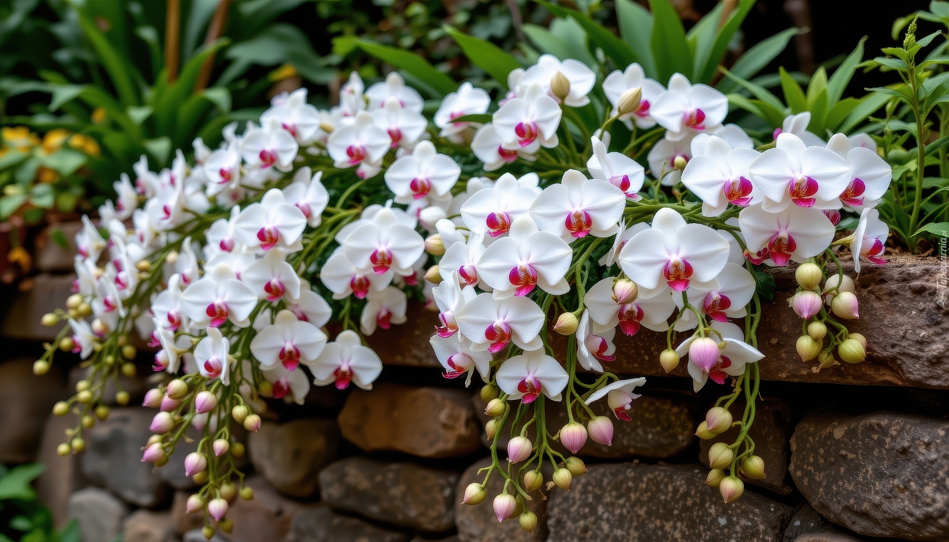 Kwiaty, Storczyki, Murek, Kamienie