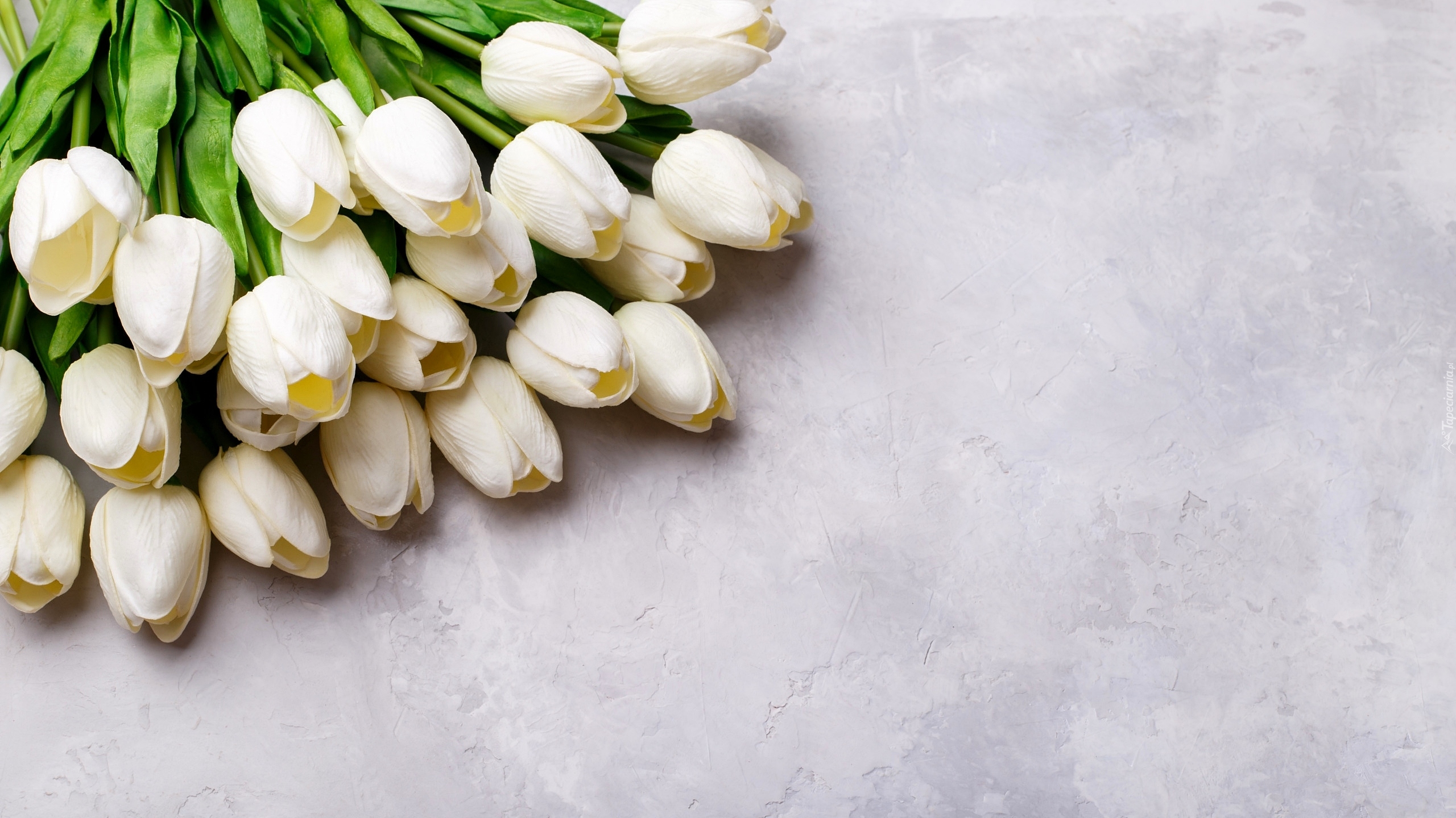 Białe, Sztuczne, Tulipany