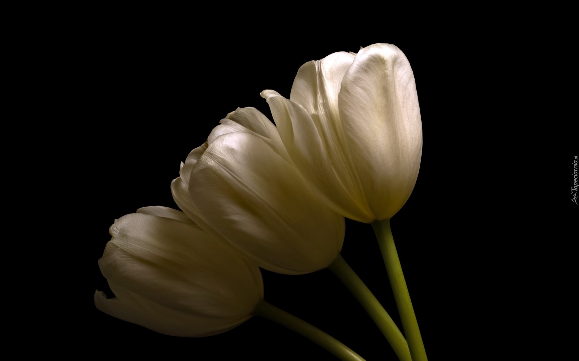 Kwiaty, Białe, Tulipany, Tło ciemne