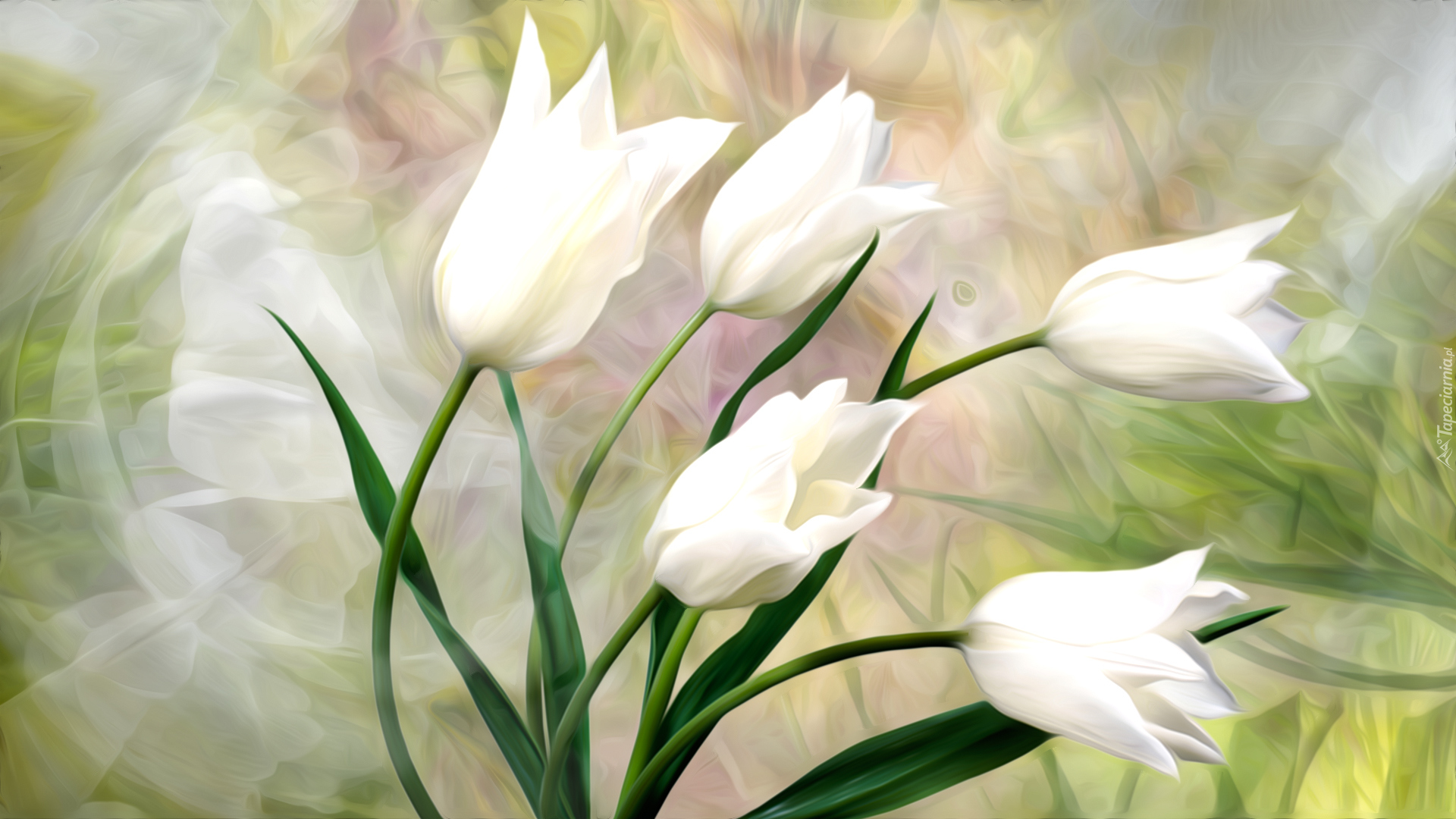Białe, Tulipany, Grafika