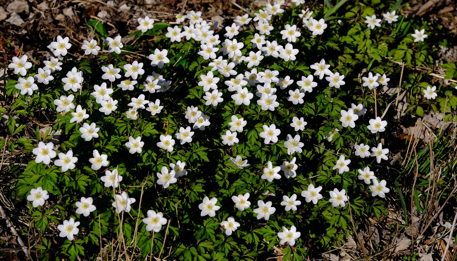 Kwiaty, Zawilec gajowy, Trawa