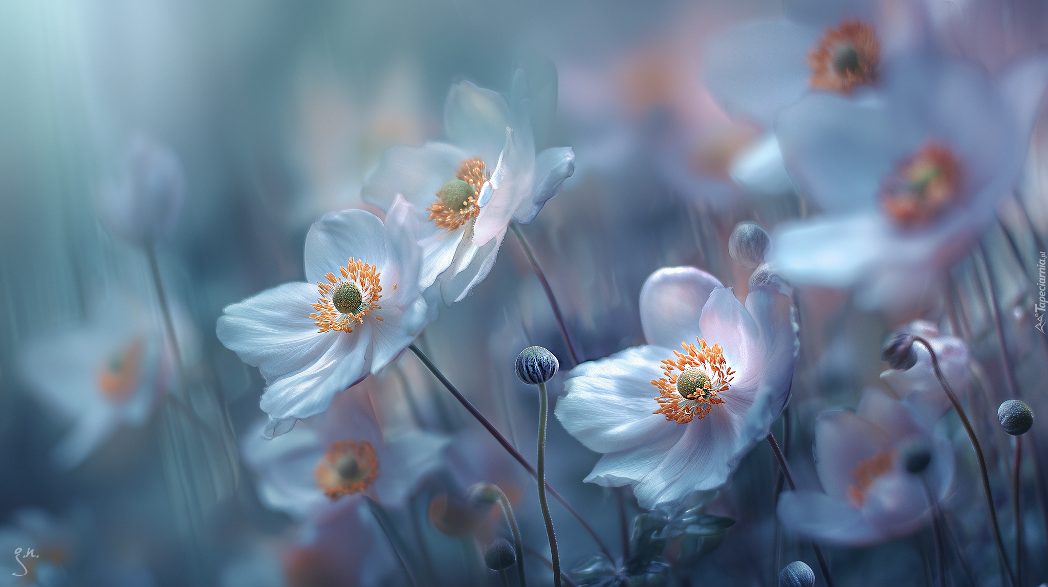 Zawilce, Kwiaty, Grafika AI