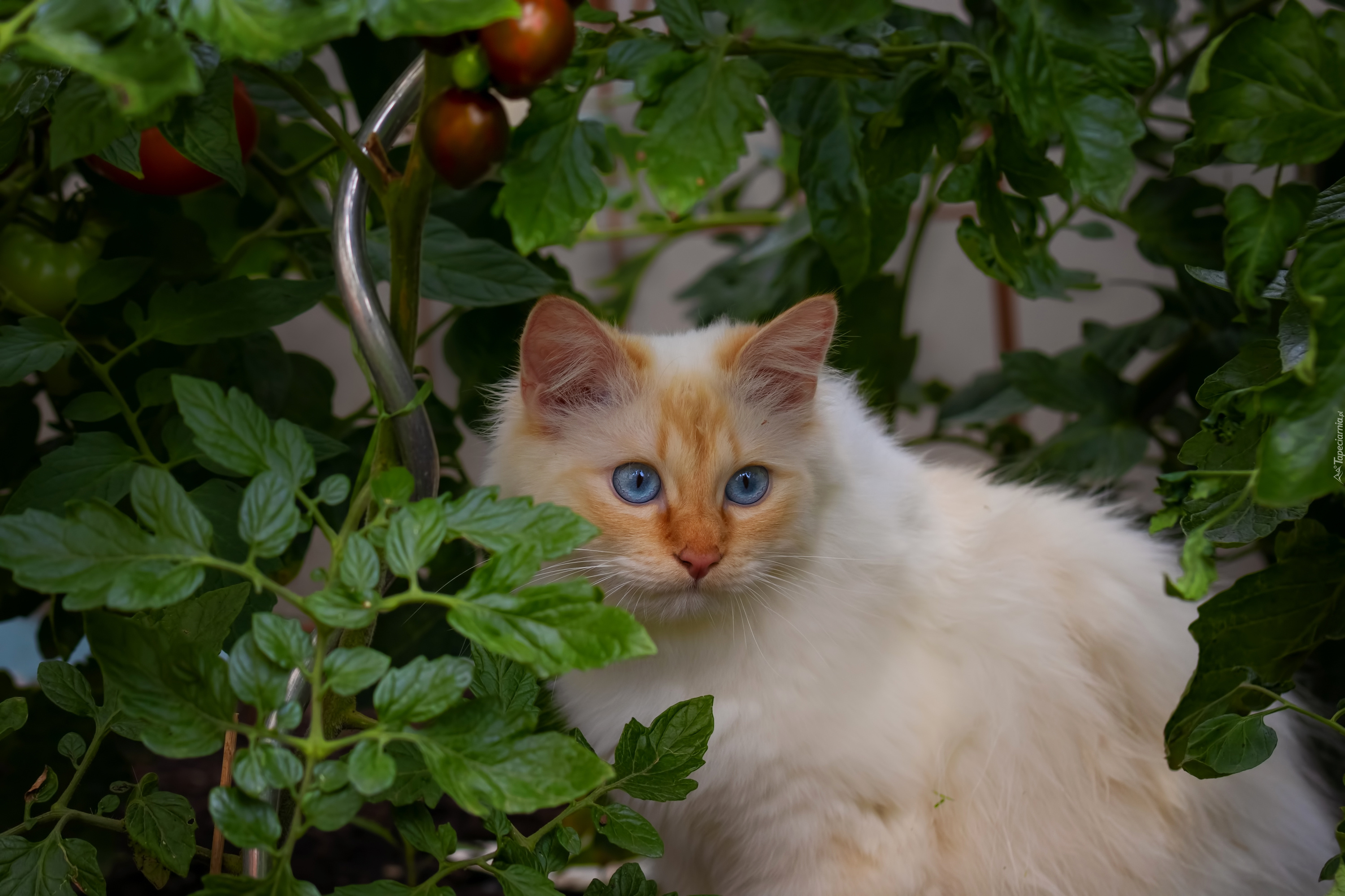 Kot, Puszysty, Niebieskie, Oczy, Krzaki, Pomidory