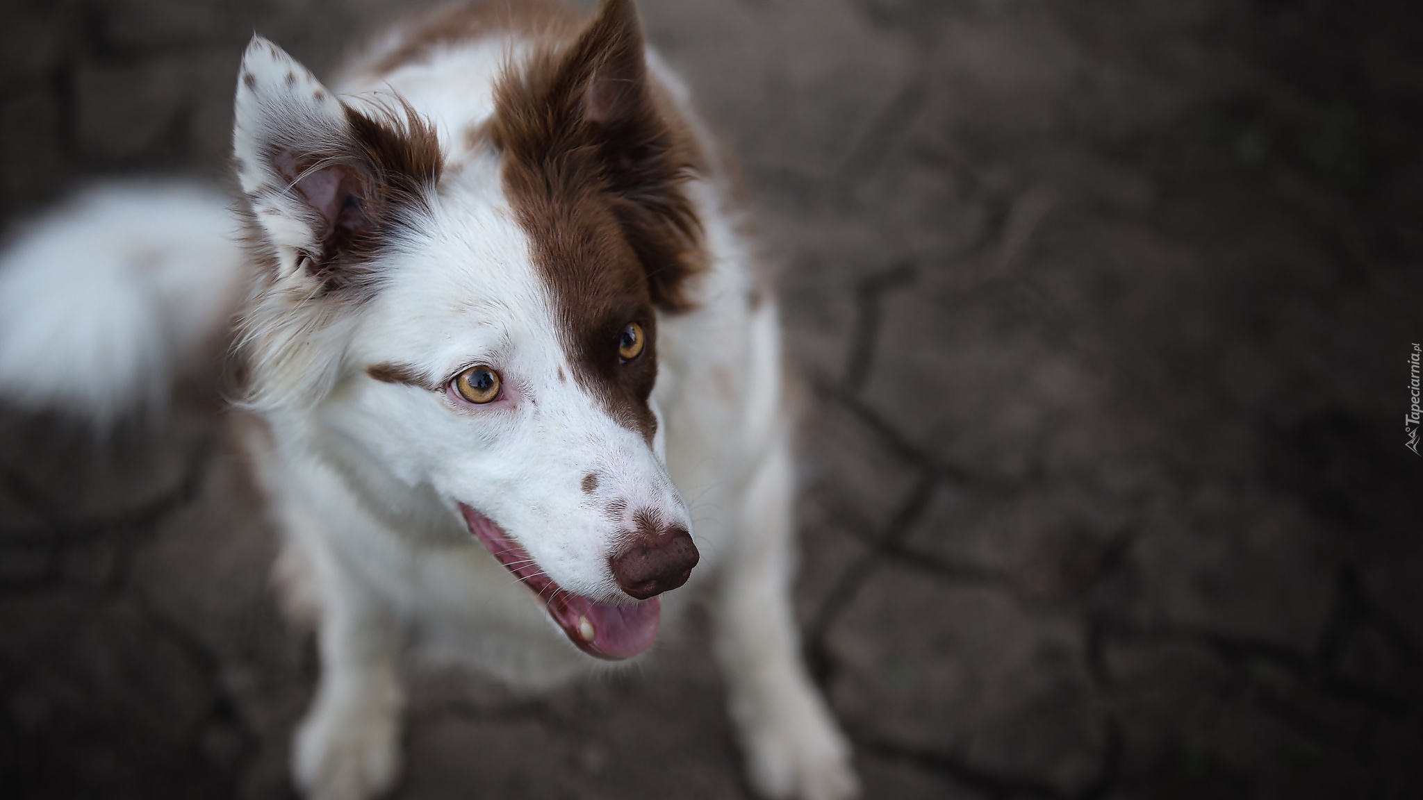 Pies, Border collie, Biało-brązowy, Mordka