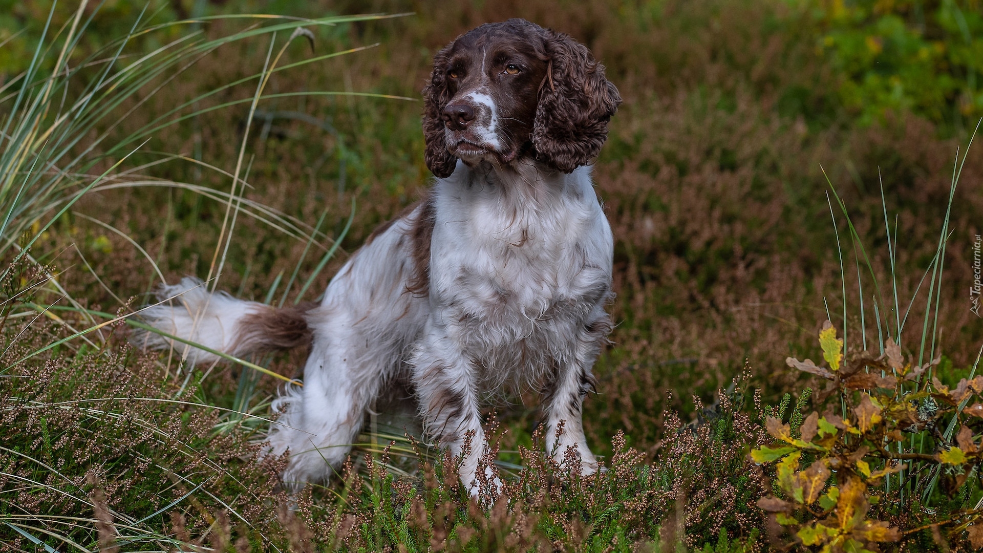 Pies, Biało-brązowy, Springer spaniel angielski