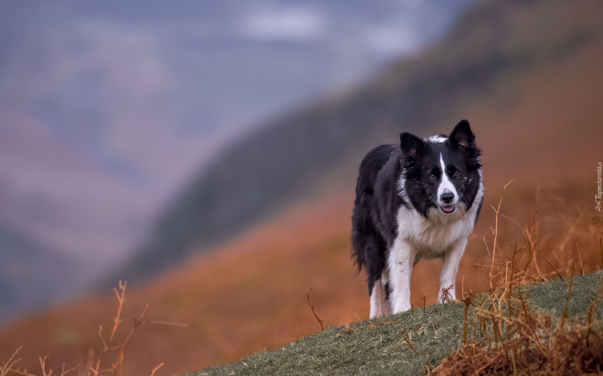 Łąka, Border collie